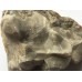 Stromatopora Stromatopora